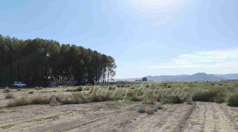 Alicante - Villena - 14000m2