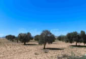 Terreny no urbanitzable en venda a Iecla ref.: TR232679 foto