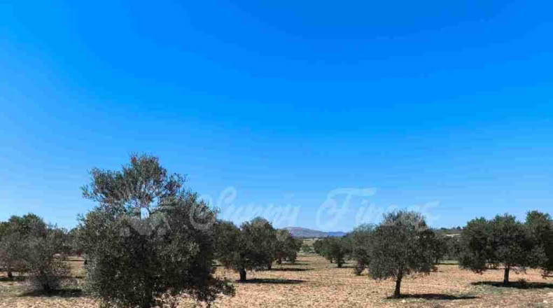 Murcia - Yecla - 23000m2