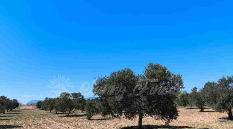 Murcia - Yecla - 23000m2