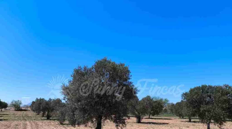 Murcia - Yecla - 23000m2