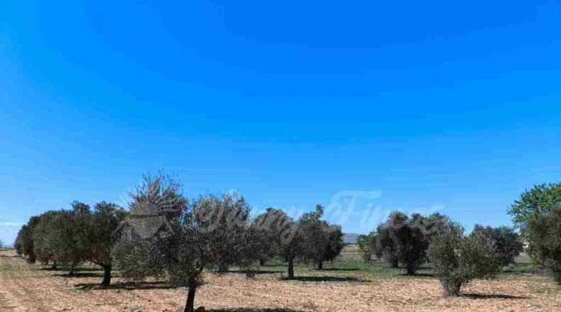 Murcia - Yecla - 23000m2
