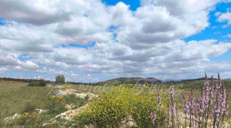 Murcia - Yecla - 80000m2
