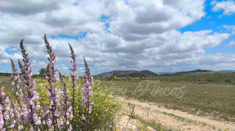 Murcia - Yecla - 80000m2