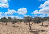 Masia amb terreny en venda a Iecla ref.: TR232790 foto