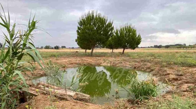 Albacete - Almansa - 40000m2