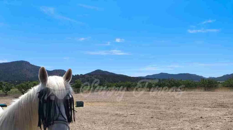 Murcia - Yecla - 52000m2