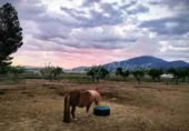 Masía con terreno en venta en Yecla ref: TR233354 foto