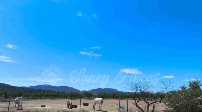 Murcia - Yecla - 52000m2
