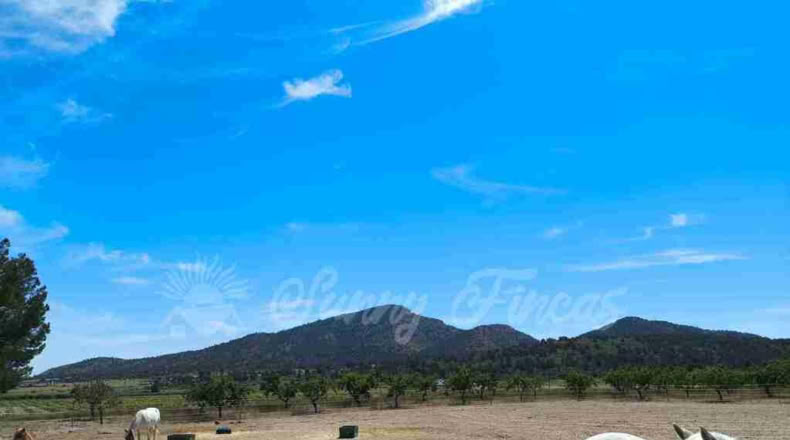 Murcia - Yecla - 52000m2