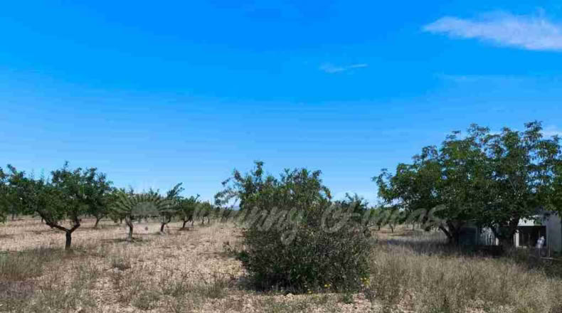 Murcia - Yecla - 52000m2