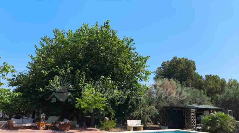 Alicante - Villena - 6000m2
