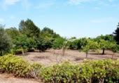 Xalet independent amb terreny en venda a Sant Antoni de Portmany ref.: TR183974 foto