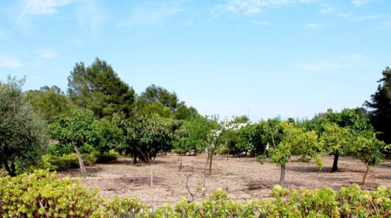 Islas Baleares - San Antonio Abad - 15000m2