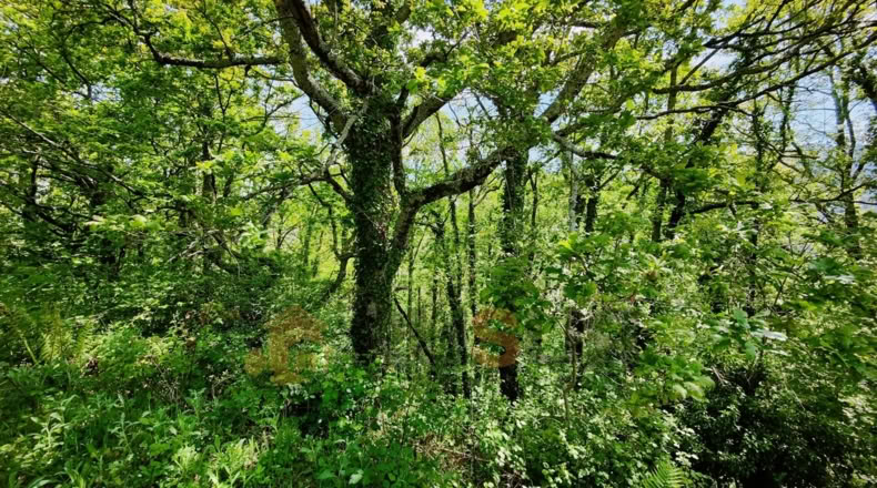 Cantabria - El Rosario - 15000m2