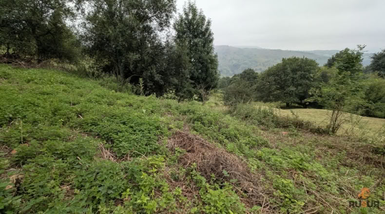 Cantabria - Saro - 16500m2