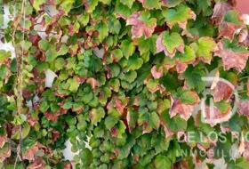 Foto 14