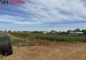 Terreny no urbanitzable en lloguer a la España, Sevilla, ref.: TR276770 foto