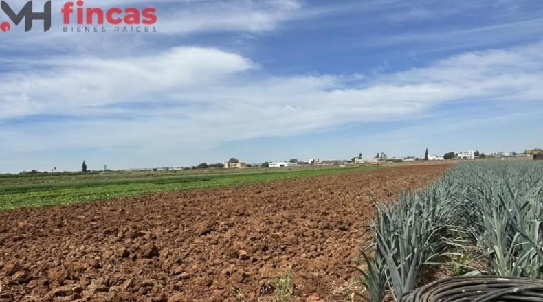 Sevilla - Sevilla - 8800m2