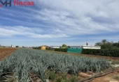 Terreny no urbanitzable en lloguer a la España, Sevilla, ref.: TR276770 foto