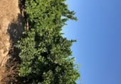 Non-developable land for rent on España, Orihuela, ref: TR313062 photo