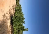 Non-developable land for rent on España, Orihuela, ref: TR313062 photo