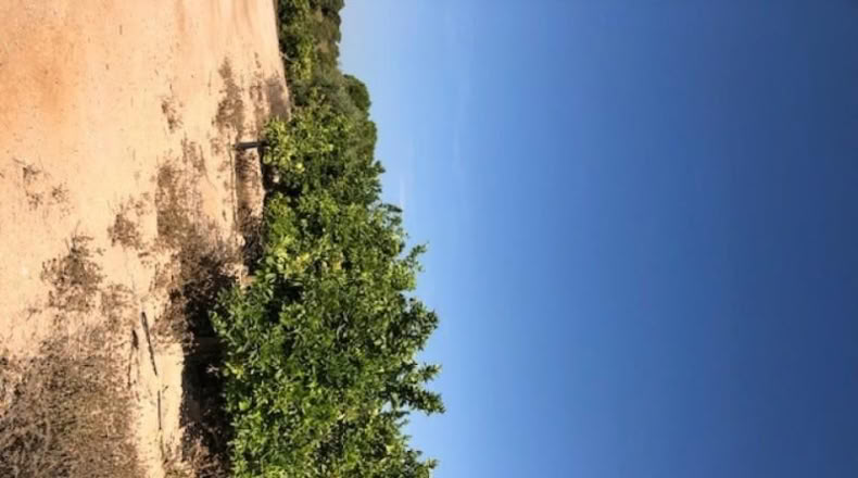 Alicante - Orihuela - 282077m2