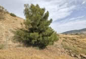 Chalet independiente con terreno en venta en la España, Padul, ref: TR298087 foto