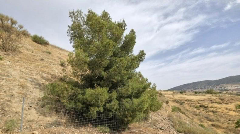 Granada - Padul - 1200m2