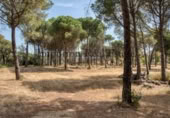 Casa de campo con terreno en alquiler en la España, Sant Antoni de Calonge, ref: TR316262 foto