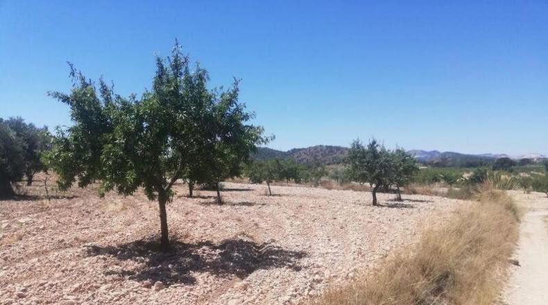 Múrcia - Abanilla - 12560m2