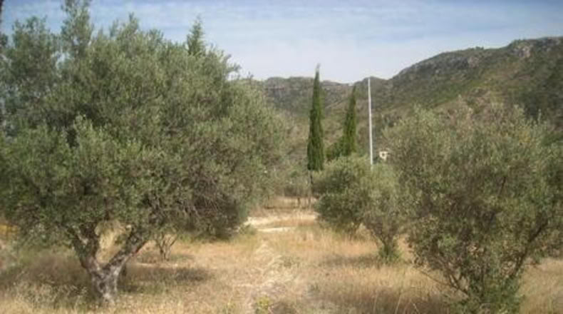 Murcia - Calasparra - 1129m2
