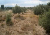 Terreny no urbanitzable en venda a la España, Calasparra, ref.: TR298337 foto