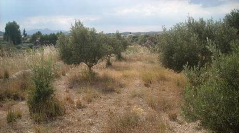 Murcia - Calasparra - 1129m2