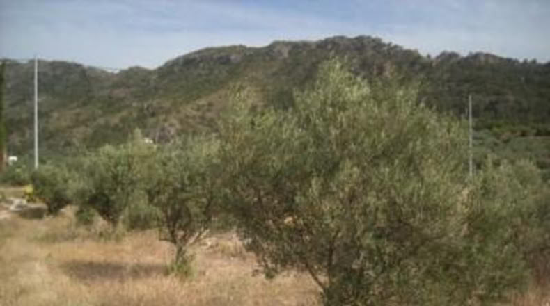 Murcia - Calasparra - 1129m2