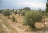 Terreny no urbanitzable en venda a la España, Calasparra, ref.: TR298337 foto