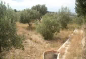 Terreny no urbanitzable en venda a la España, Calasparra, ref.: TR298337 foto