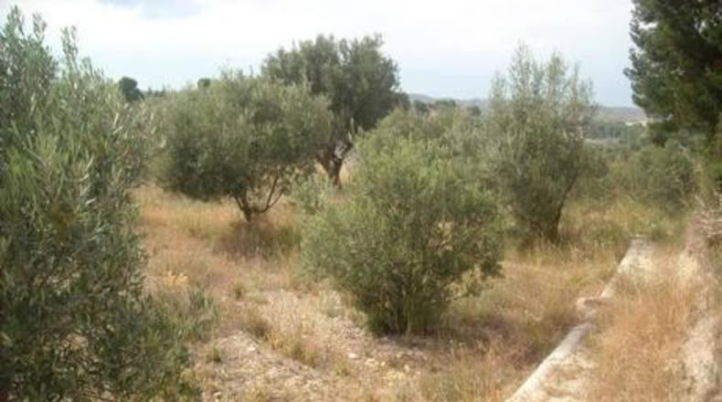 Murcia - Calasparra - 1129m2