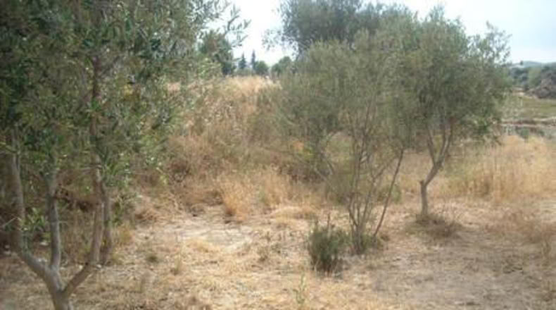 Murcia - Calasparra - 1129m2