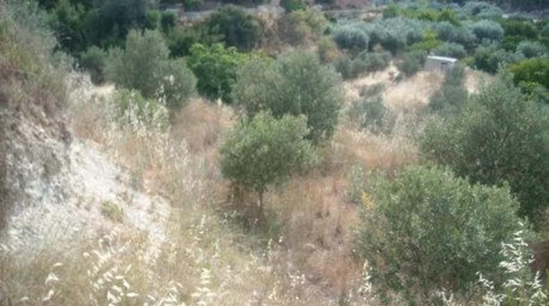 Murcia - Calasparra - 1129m2
