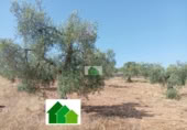 Non-developable land for sale on España, Montijo, ref: TR318975 photo