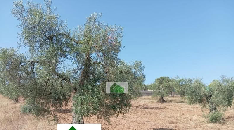 Сарагоса - Osera de Ebro - 4802m2
