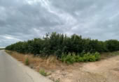 Terreno no urbanizable en venta en la España, Carlet, ref: TR302148 foto