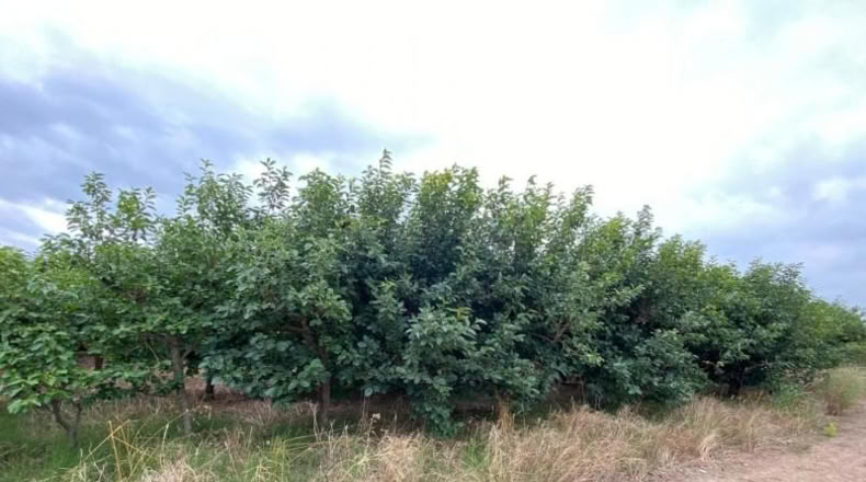 Badajoz - Valverde de Llerena - 3320m2
