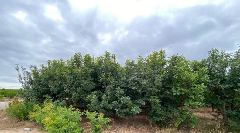 Badajoz - Valverde de Llerena - 3320m2