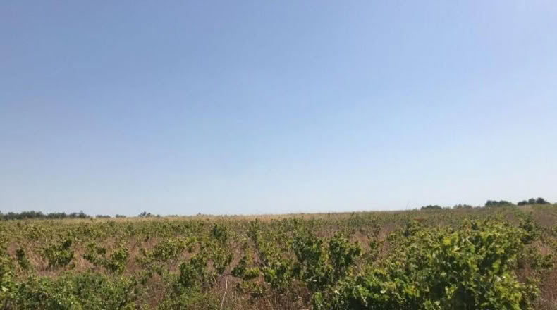 Huelva - Bollullos Par del Condado - 6287m2
