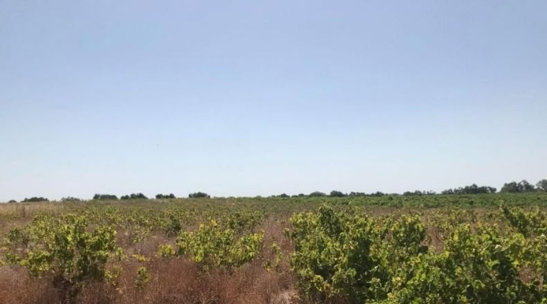 Huelva - Bollullos Par del Condado - 6287m2