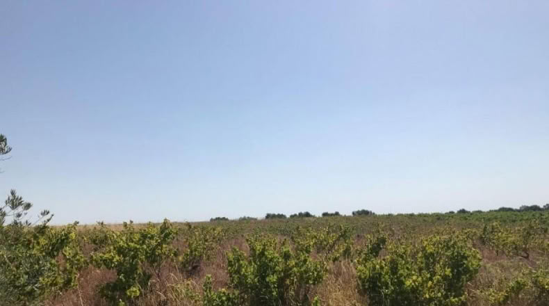 Huelva - Bollullos Par del Condado - 6287m2