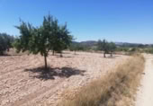 Xalet independent amb terreny en venda a la España, Favanella, ref.: TR321421 foto