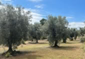 Detached villa with land for sale on España, Cretas, ref: TR315498 photo